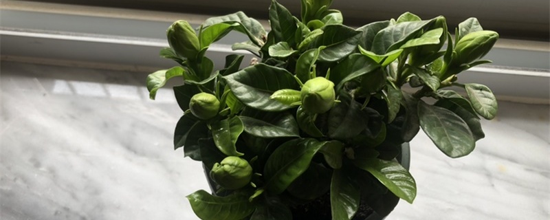 栀子花喜欢阳光还是阴凉 栀子花喜欢阳光还是阴凉