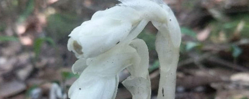 水晶兰有毒吗