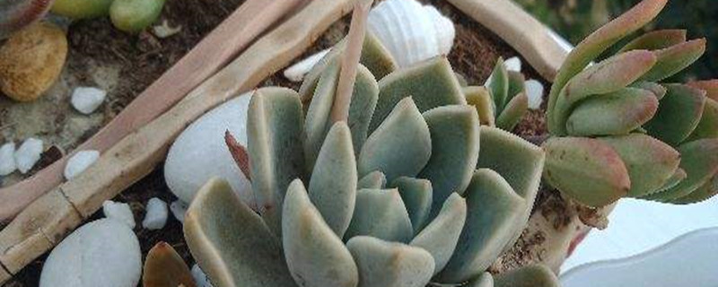 多肉开花怎么办 多肉开花怎么办