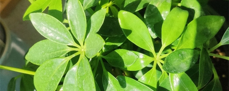 鸭脚木叶子上有发粘的液体 鸭脚木叶子上有发粘的液体