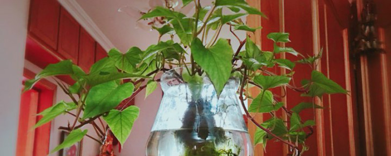 紫薯如何催芽 紫薯如何催芽