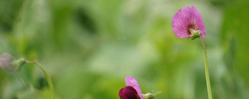 碗豆芽怎么发芽快 碗豆芽怎么发芽快