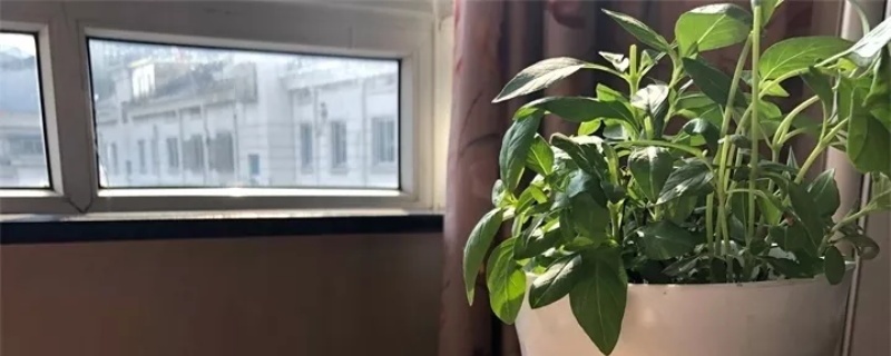 香草种植时间和方法
