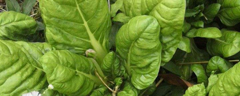 根达菜怎么种 根达菜怎么种