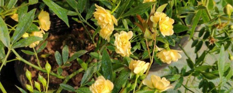 广东适合种木香花吗 广东适合种木香花吗