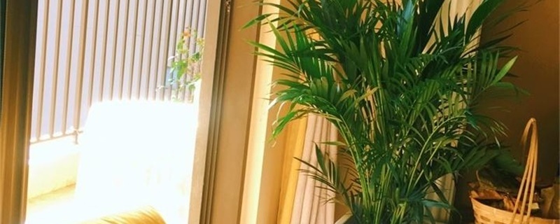 散尾葵换盆注意事项 散尾葵换盆注意事项