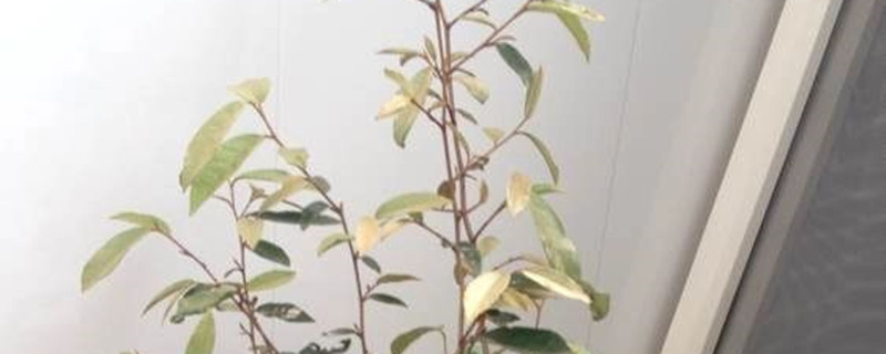 胡颓子生桩的种植方法 胡颓子生桩的种植方法