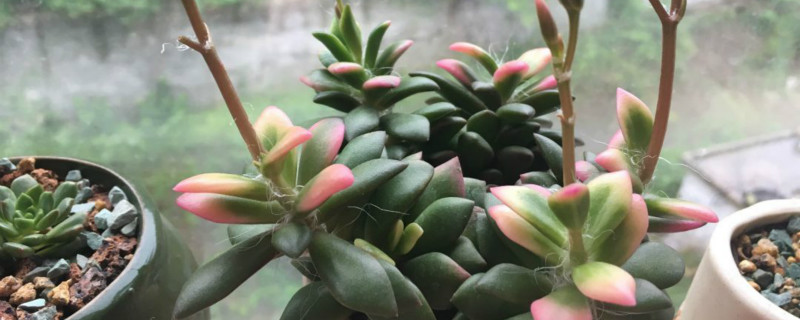 吹雪多肉植物怎么养 吹雪多肉植物怎么养