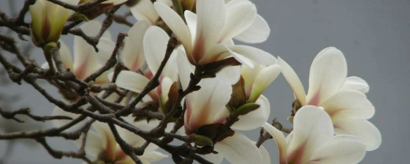 玉兰花种植方法和时间 玉兰花种植方法和时间