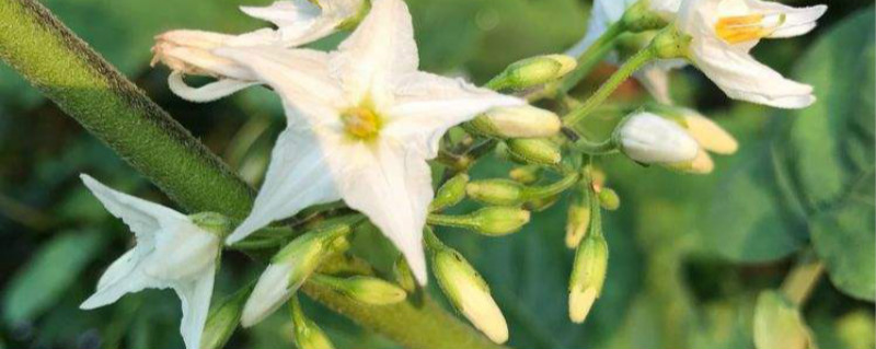 水茄是什么植物 水茄是什么植物