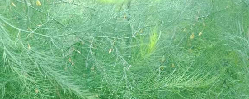 芦笋根怎么栽 芦笋根怎么栽