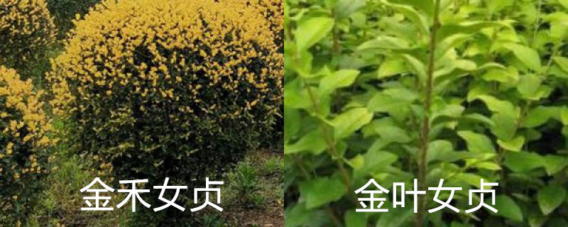 金禾女贞和金叶女贞区别 金禾女贞和金叶女贞区别