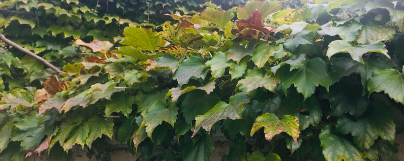 爬山虎刚移栽几天一浇水 爬山虎刚移栽几天一浇水