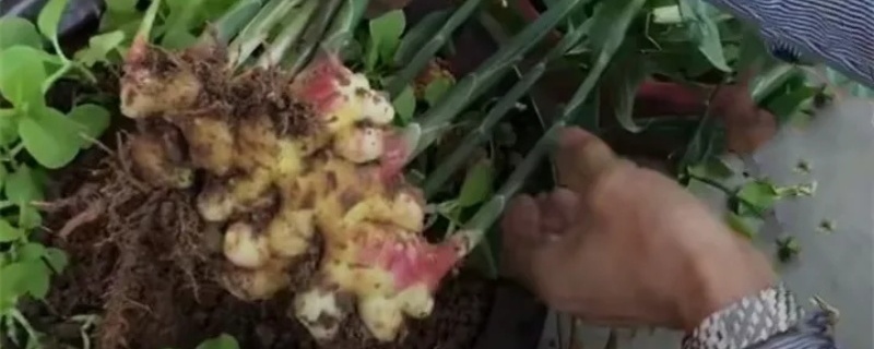 生姜种湿度大了怎么办 生姜种湿度大了怎么办