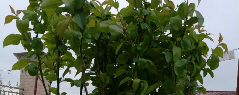 网上买的海棠如何种植 网上买的海棠如何种植
