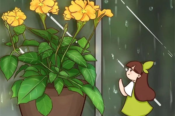 10种花爱淋雨,下雨扔外面,比白菜长的还快! 10种花爱淋雨,下雨扔外面,比白菜长的还快!