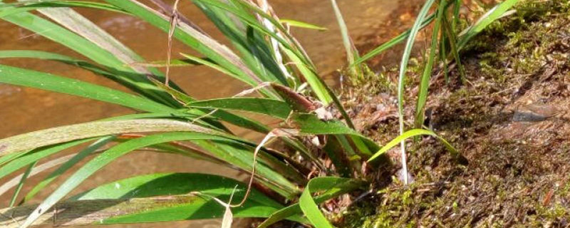 水培龙根菖蒲怎么养殖 水培龙根菖蒲怎么养殖