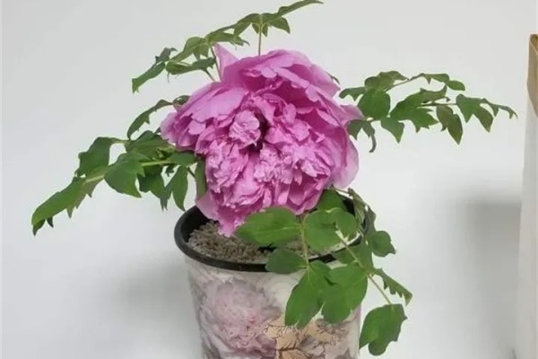 牡丹花怎么养?30年的树王,越老越值钱! 牡丹花怎么养?30年的树王,越老越值钱!