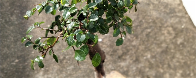 榆钱是榆树的花吗 榆钱是榆树的花吗