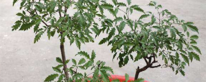 黄荆几月发芽 黄荆几月发芽