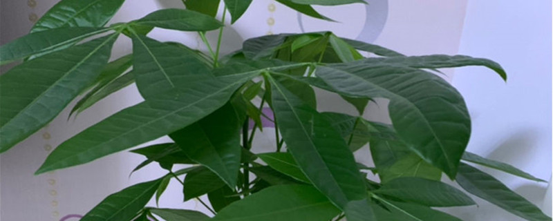 适合阴暗潮湿的卫生间的绿植 适合阴暗潮湿的卫生间的绿植