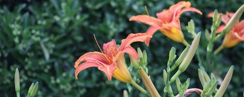 适合室内养的小型花卉 适合室内养的小型花卉