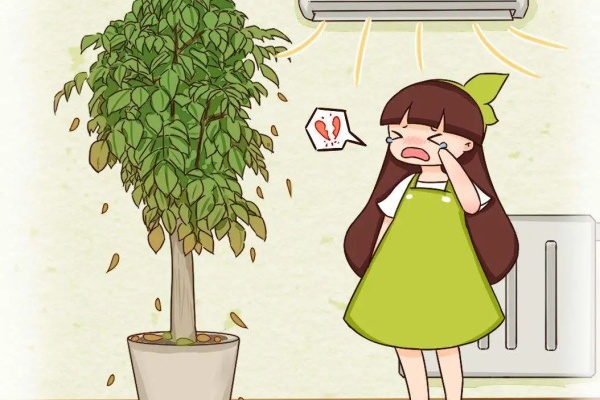 幸福树怎么养?学会这几招,再也不掉叶! 幸福树怎么养?学会这几招,再也不掉叶!