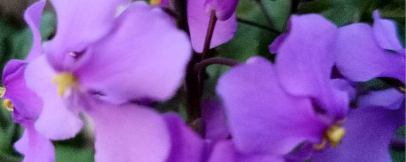 二月兰春季播种什么时候开花 二月兰春季播种什么时候开花
