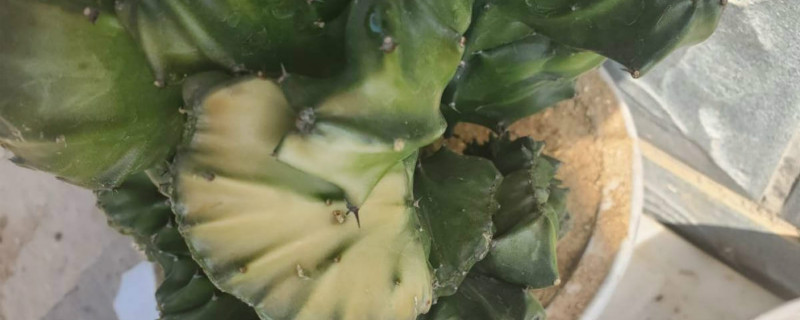 玉麒麟换盆后能浇水吗 玉麒麟换盆后能浇水吗