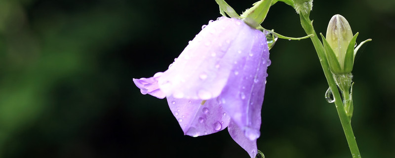 紫风铃花语 紫风铃花语