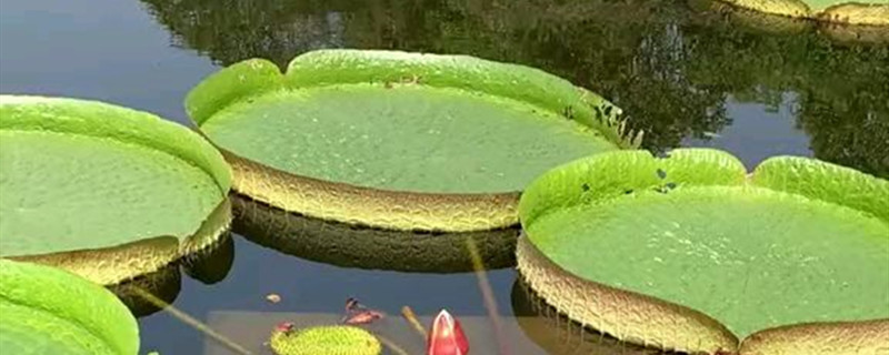 什么水生植物能坐人 什么水生植物能坐人