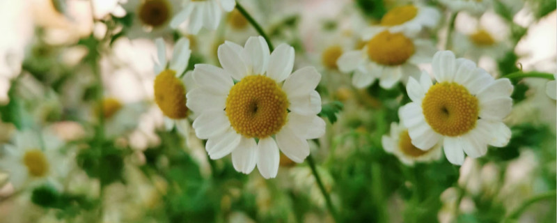 银包菊花语 银包菊花语