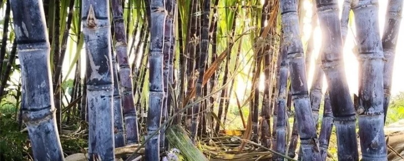 种甘蔗一般几天发芽 种甘蔗一般几天发芽