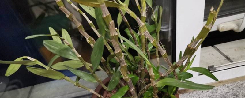 吸水石种植物要放土吗 吸水石种植物要放土吗