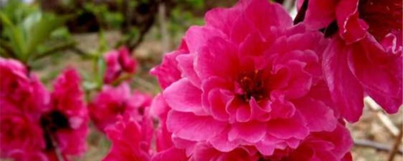 撒金碧桃花语 撒金碧桃花语