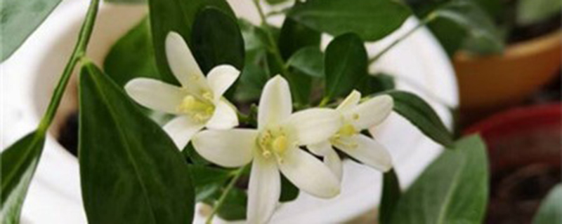 九里香适合北方种植吗 九里香适合北方种植吗
