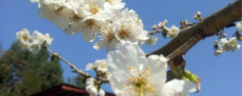 白桃花的花语 白桃花的花语