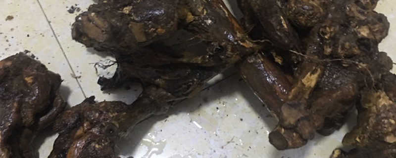 什么季节挖桩成活率高 什么季节挖桩成活率高