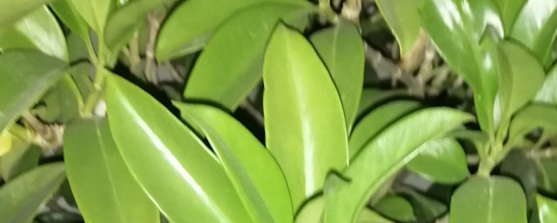 怎样让平安树快速发芽 怎样让平安树快速发芽