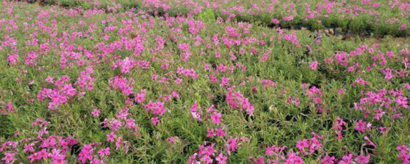 芝樱是什么花 芝樱是什么花