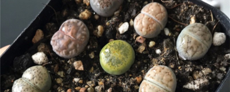 可不可以用喷壶为生石花浇水 可不可以用喷壶为生石花浇水