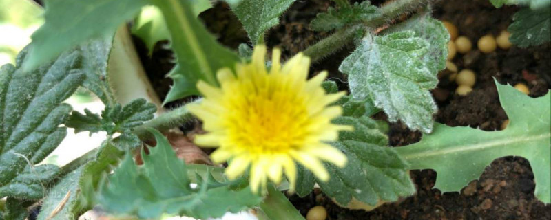 苣荬菜是蒲公英吗 苣荬菜是蒲公英吗