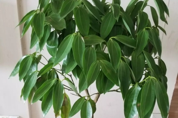 平安树怎么养?一个没注意,小心黄叶死翘翘! 平安树怎么养?一个没注意,小心黄叶死翘翘!