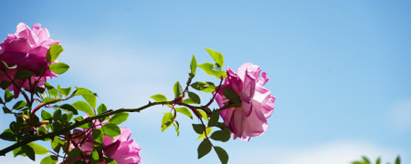 七彩蔷薇花怎么养 七彩蔷薇花怎么养