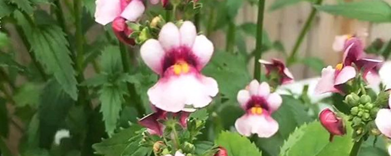 龙面花花语 龙面花花语