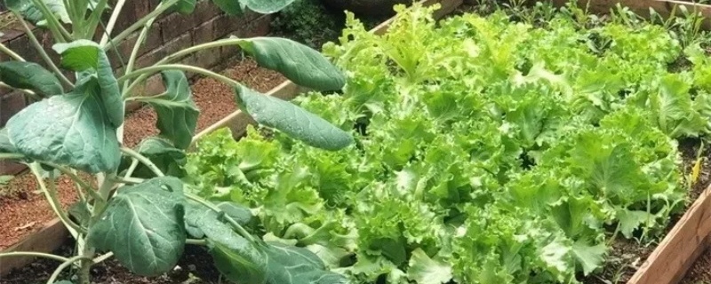 生菜没有根怎么培育 生菜没有根怎么培育