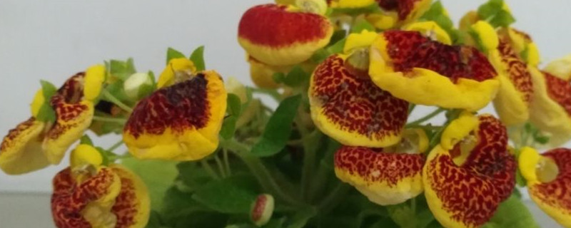 蒲包花一年开几次花 蒲包花一年开几次花