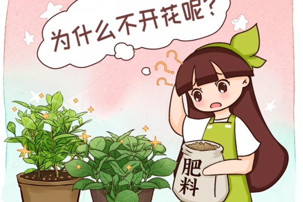 你家的花还不开?狠心剪、虐一虐,立马爆开花! 你家的花还不开?狠心剪、虐一虐,立马爆开花!
