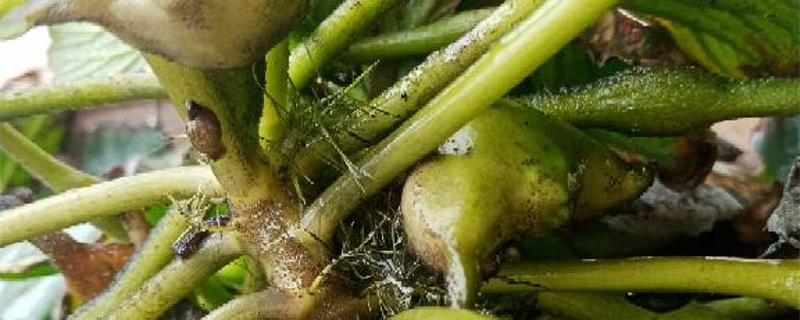 菱是什么植物 菱是什么植物
