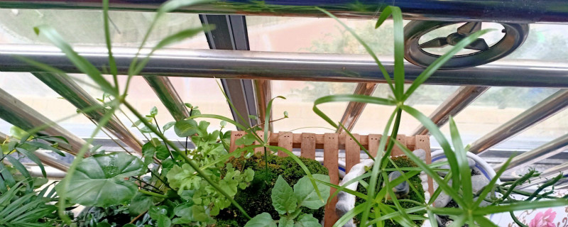 伞竹的修剪方法 伞竹的修剪方法